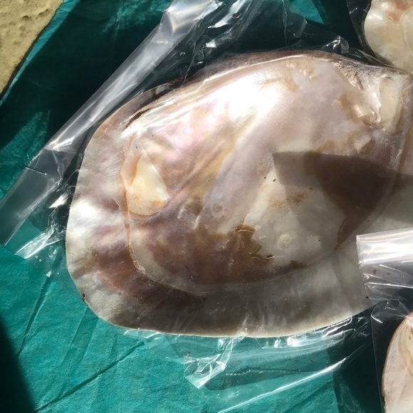 Midea shells for smudging or as an accent! - Picture 3 of 5